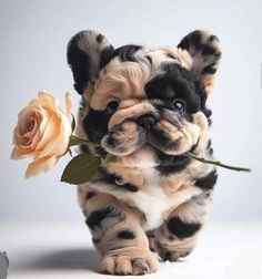 a puppy holding a rose in its mouth