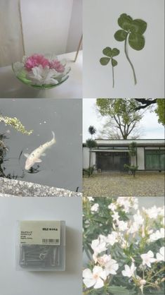 four different pictures with flowers and fish in them