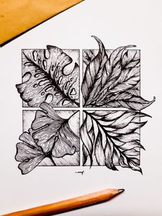 a pencil drawing of leaves in four squares