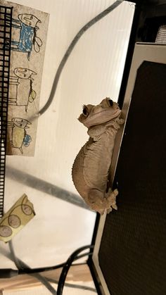 a small gecko sitting on top of a computer monitor