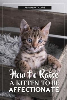 a kitten sitting on top of a wooden box with the words how to raise a kitten to be affectionate