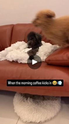 two dogs are playing with each other on a leather couch while one dog looks at the camera