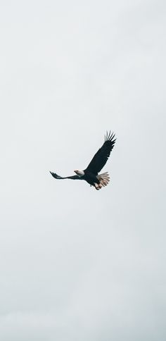 a large bird flying in the sky on a cloudy day