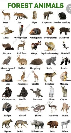 an animal chart with all the different types of animals in each country and their names