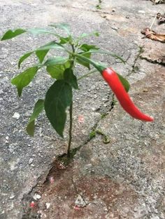 a red pepper plant growing out of the ground