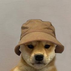 a small dog wearing a hat on top of it's head and looking at the camera