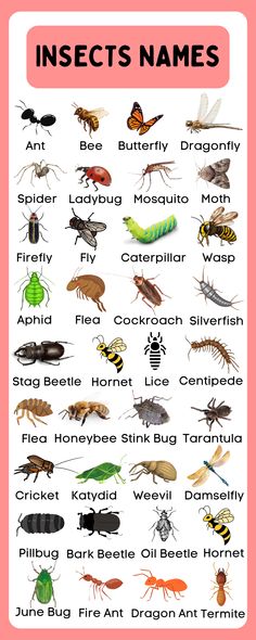 Insects Names in English Insect Names In English, Insects With Names, Insect Identification, Insects Names, Animals Name In English, English Activities For Kids, Butterfly Dragonfly