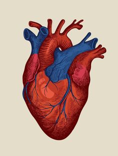 the human heart is drawn in red and blue