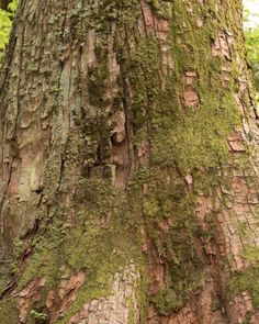 the trunk of a tree with moss growing on it