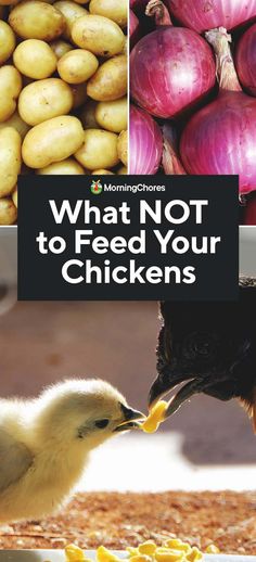 what not to feed your chickens book cover with pictures of chicklings, potatoes and onions