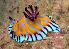 an orange and blue striped sea slug on the ocean floor with its tentacles sticking out