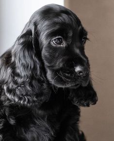 a black dog sitting on top of a floor next to a wall and looking at the camera