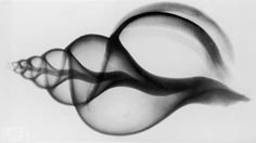 black and white photograph of an abstract object in the shape of a snake's tail