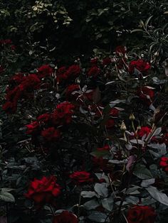 red roses growing in the middle of a garden