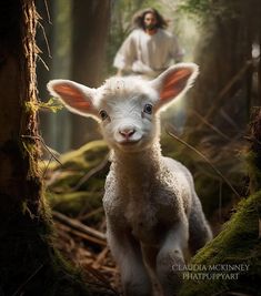 a sheep is walking through the woods with a man in the background