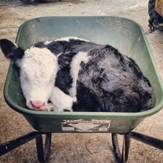 a black and white cow laying in a green wheelbarrow