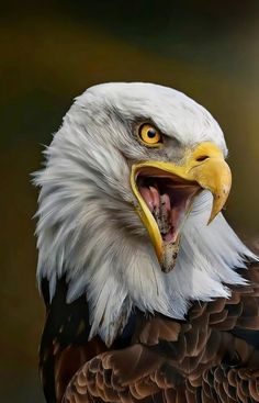 an eagle with it's mouth open showing teeth