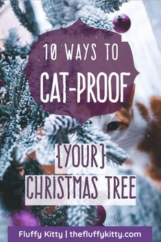 an orange and white cat sitting on top of a christmas tree with the words 10 ways to