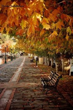 a park bench sitting under a tree filled with lots of yellow and orange leaves on the ground