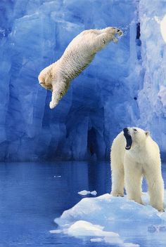 two polar bears jumping off an iceberg into the water with caption that reads, junior, don't you dare you are 80 grounded