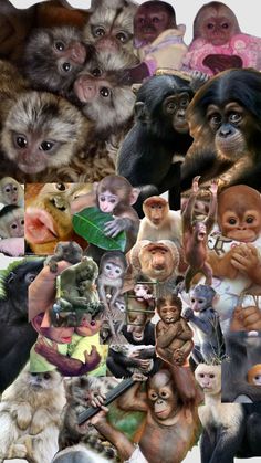 a collage of monkeys and other animals with different facial expressions on their faces, including the monkey's head