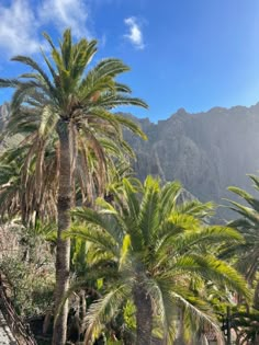 some palm trees and mountains in the background