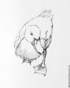 a black and white drawing of a bird