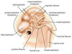 What is the stages of embryo ( fetus ) development ? Fertilization Process, Anterior Pituitary, All Body Systems, Embryonic Development, Cognitive Activities, Motor Neuron, Cerebrospinal Fluid