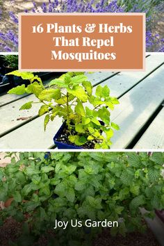 plants and herbs that repel mosquitoes in the garden with text overlaying them