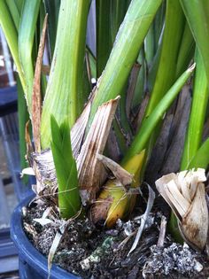 a close up of a plant in a pot