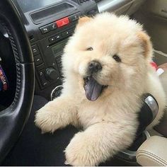 a small dog sitting in the driver's seat of a car with its tongue hanging out