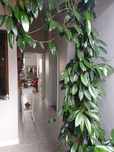 the hallway is lined with green plants and white chairs