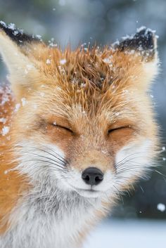 a close up of a fox in the snow with it's face covered by snow