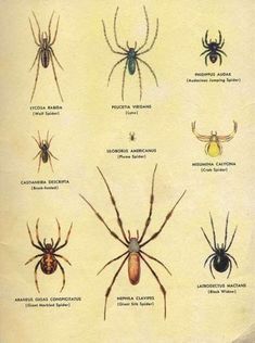 an old book with different types of spiders and their names on it's page