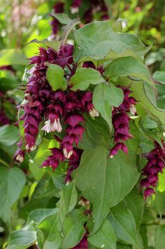 the flowers are blooming on the tree outside