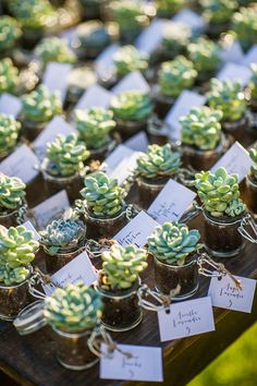 there are many small pots with plants in them on the table and one has a name tag attached to it