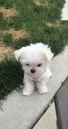 a small white dog sitting on top of a sidewalk next to green grass and dirt