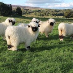 several sheep are standing in the grass near each other and looking at the camera man