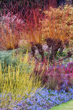 colorful garden plants and flowers in the grass