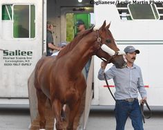 a man walking a horse in front of a trailer