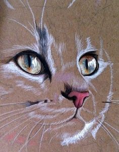 a pencil drawing of a cat's face