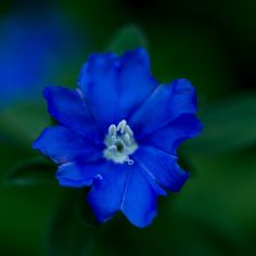 a blue flower with green leaves in the background