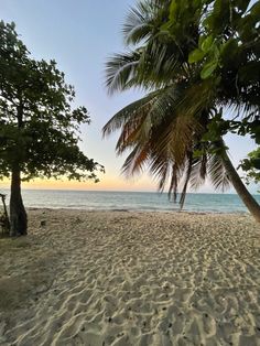 a beach with palm trees and the ocean in the background