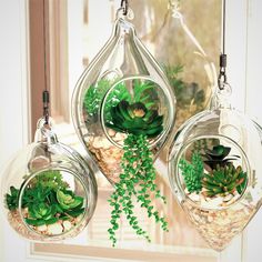 three hanging glass planters filled with plants