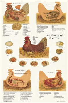 an image of anatomy of the hen