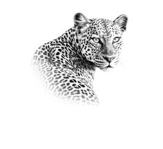 a black and white photo of a cheetah