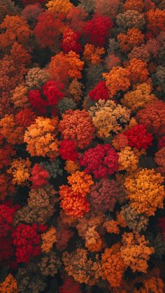 an aerial view of many different colored flowers