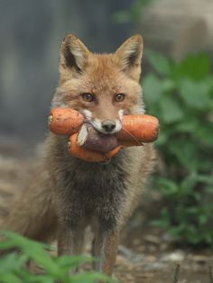 a fox holding a carrot in its mouth