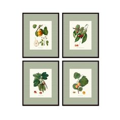 four framed pictures with fruit and leaves on them