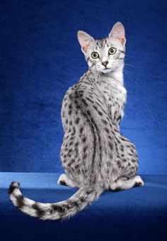 a gray and black cat sitting on top of a blue surface